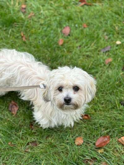 Malshi (malteser - shih-tzu) Freunde?-Beitrag-Bild