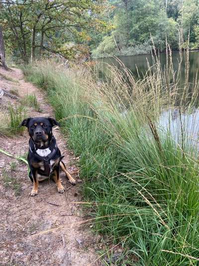 Hundetreffen-Hunde Begegnungen trainieren-Bild