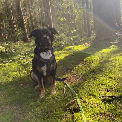 Hundetreffen-Trainingstreffen-Bild