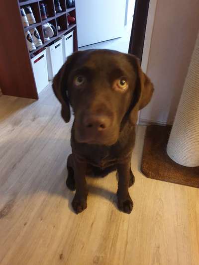 Labradorfans-Beitrag-Bild