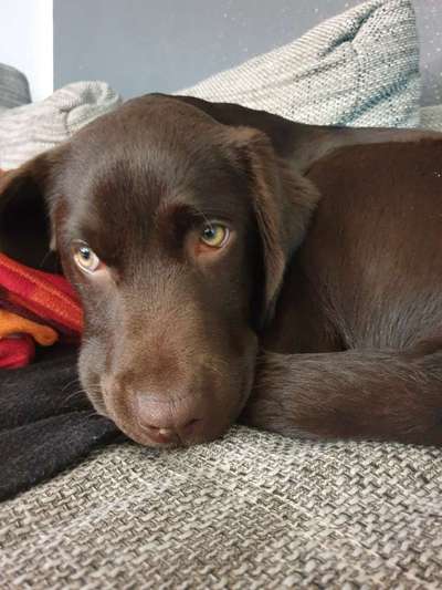 Labradorfans-Beitrag-Bild