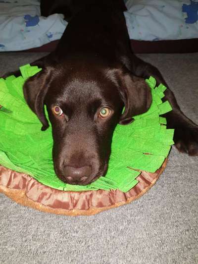 Labradorfans-Beitrag-Bild