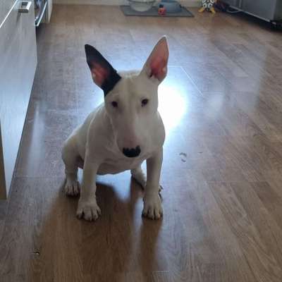 Hundetreffen-Mainufer-Bild