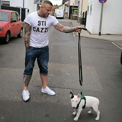 Hundetreffen-Mainufer