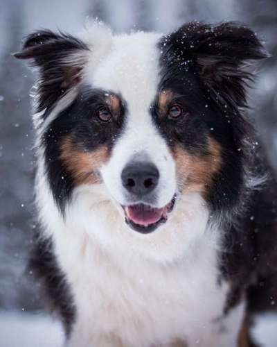 Die graue Eminenz-Beitrag-Bild