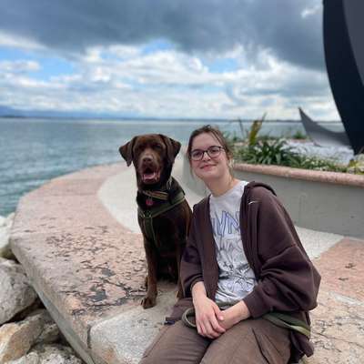 Hundetreffen-Gemeinsames Spazierengehen-Bild