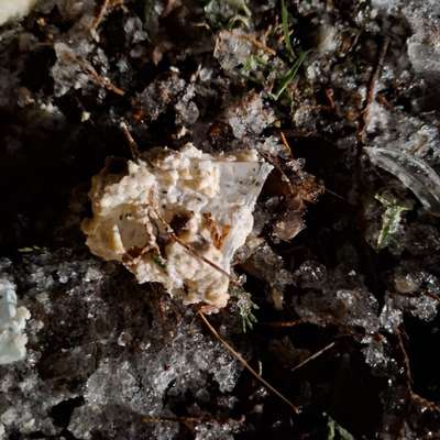 Giftköder-Kartoffelsalat mit Glasscherben-Bild