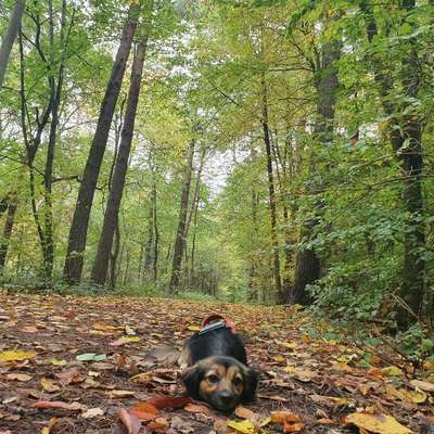 Hundeauslaufgebiet-Helfer Wald-Bild