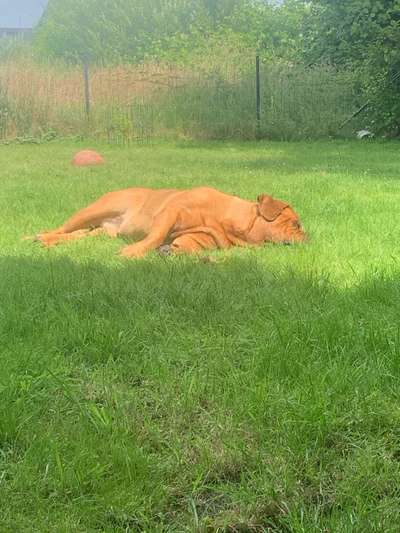 🎆🚫 Silvesterverbot in den Niederlanden! Was denkst du darüber?-Beitrag-Bild