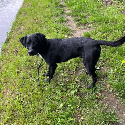 Hundetreffen-Für alles zu haben-Bild