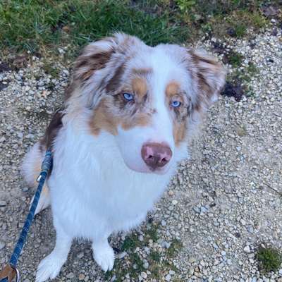 Hundetreffen-Gassi Runde