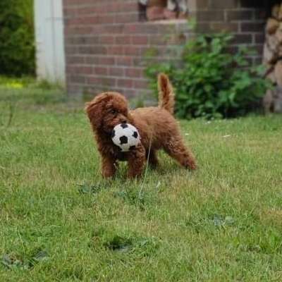 Hundetreffen-Welpentreffen-Bild