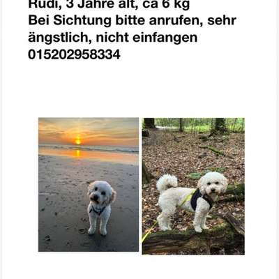 Suchmeldung-Rudi-Bild