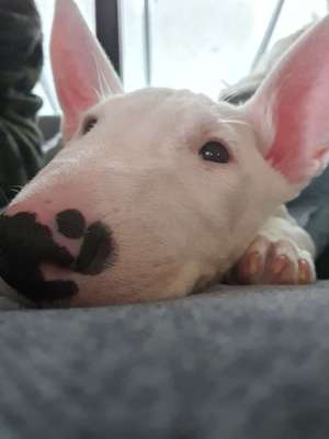 Miniatur Bull Terrier-Beitrag-Bild