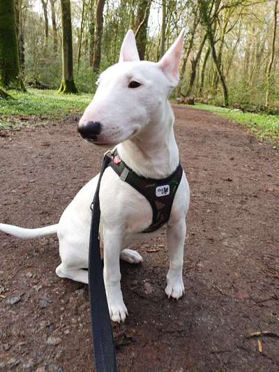 Miniatur Bull Terrier-Beitrag-Bild