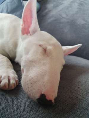 Miniatur Bull Terrier-Beitrag-Bild