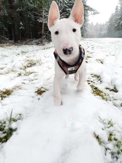 Miniatur Bull Terrier-Beitrag-Bild