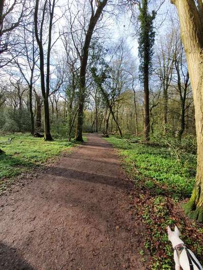 Miniatur Bull Terrier-Beitrag-Bild