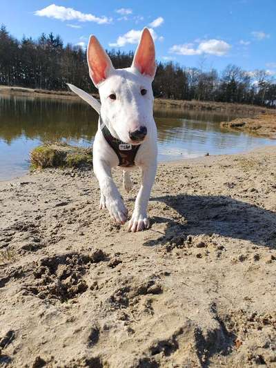 Miniatur Bull Terrier-Beitrag-Bild