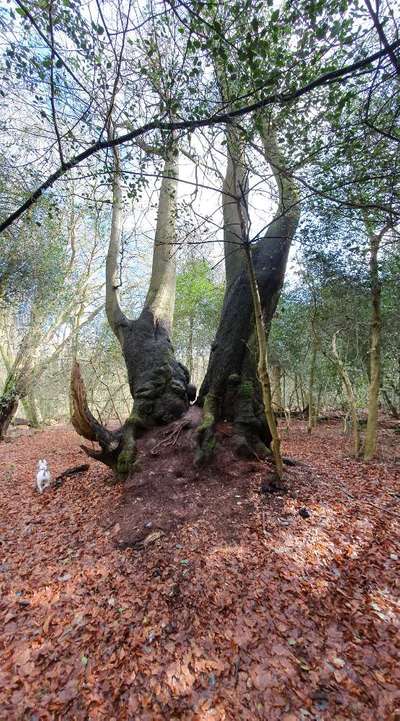 Miniatur Bull Terrier-Beitrag-Bild