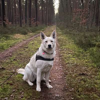Hundetreffen-Hunderunde in Templin-Bild