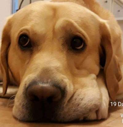 Labradorfans-Beitrag-Bild