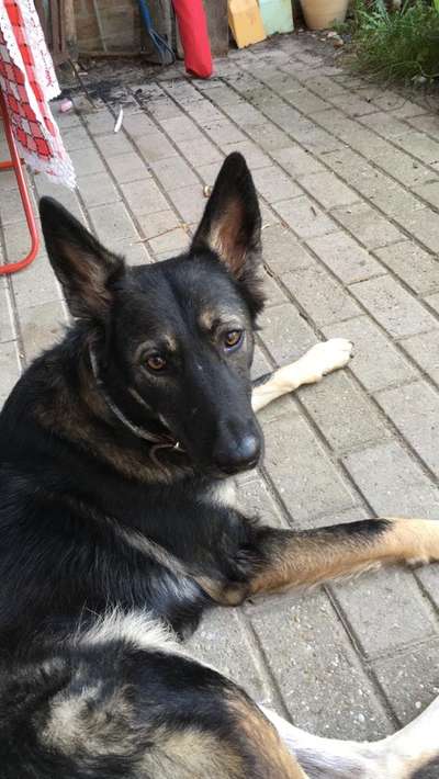 Schäferhund-Beitrag-Bild