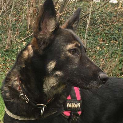 Schäferhund-Beitrag-Bild