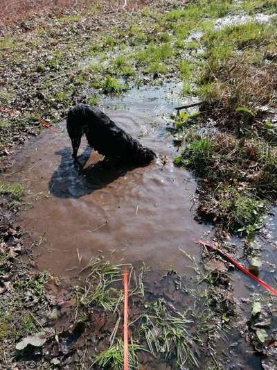 Dogorama-Monats-Challenge-Mai "Wasser"-Beitrag-Bild