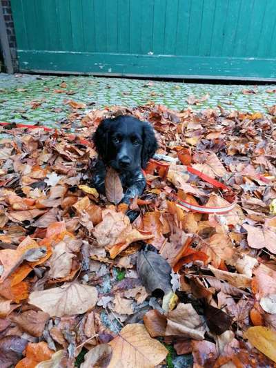 Welpen Bilder !-Beitrag-Bild