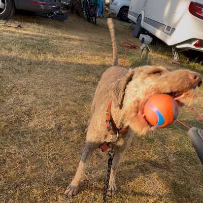 aktuelles Foto Gruppe Reisen mit Hund