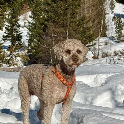 Wie sitzt mein Geschirr?-Beitrag-Bild