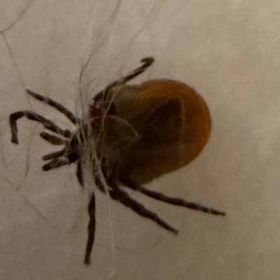 aktuelles Foto Gruppe Reisen mit Hund