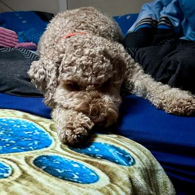 aktuelles Foto Gruppe Reisen mit Hund