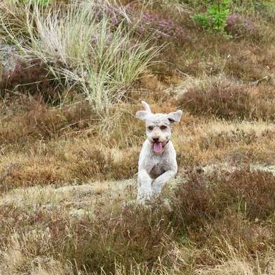 aktuelles Foto Gruppe Reisen mit Hund