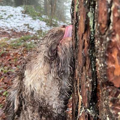 Titelbild Gruppe Schnüffel & Kopfarbeit Ideen