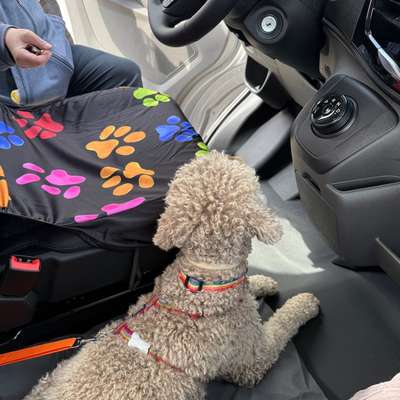 aktuelles Foto Gruppe Reisen mit Hund