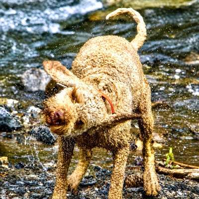 aktuelles Foto Gruppe Reisen mit Hund