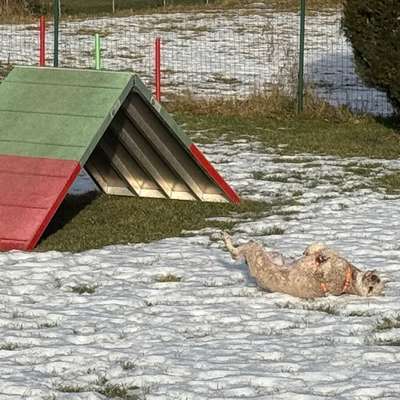 aktuelles Foto Gruppe Reisen mit Hund