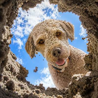 aktuelles Foto Gruppe Reisen mit Hund