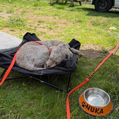 aktuelles Foto Gruppe Reisen mit Hund