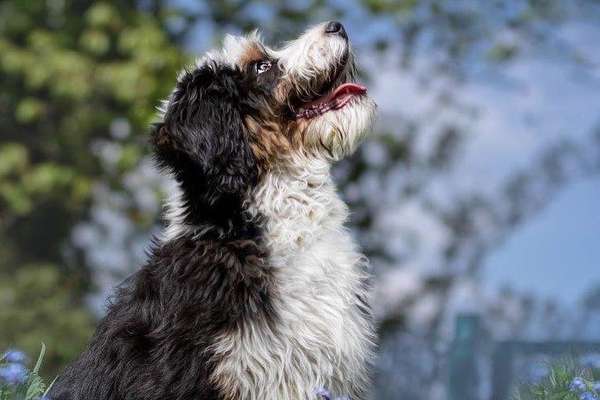 Bernedoodle aus Ochtrup-Beitrag-Bild