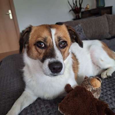 Hundetreffen-Hundekumpels gesucht-Bild