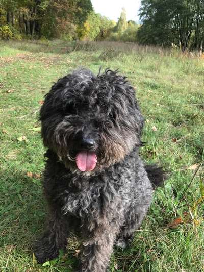 Unsere Fellnasen-Vielfalt im Überblick!-Beitrag-Bild