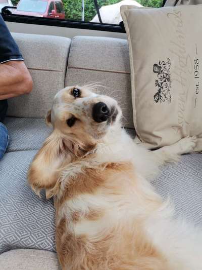 Englisch Cocker Spaniel-Beitrag-Bild