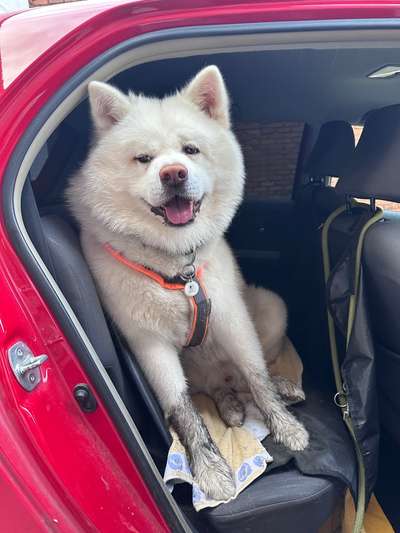 Hundetreffen-Alleine ist Gassi ab und zu langweilig-Bild