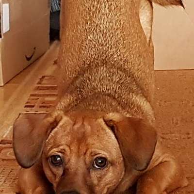 Traumhunde?-Beitrag-Bild
