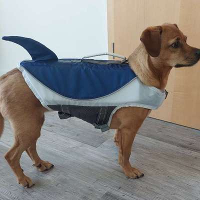 Unterwasserlaufband-Beitrag-Bild