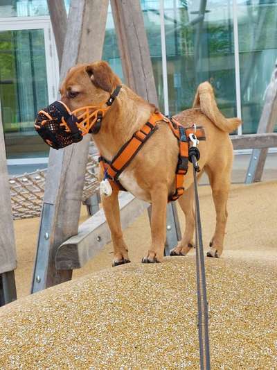 Maulkorb rauf - Vorurteile runter-Beitrag-Bild