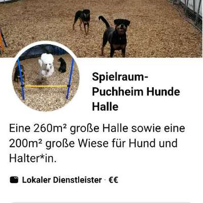 Wo kann mein Hund endlich frei laufen?-Beitrag-Bild